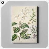 1-64_Native-Flowering-Plants-of-New-Zealand_canvas