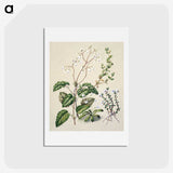 1-64_Native-Flowering-Plants-of-New-Zealand_hagaki