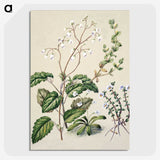 1-64_Native-Flowering-Plants-of-New-Zealand_picture-crop