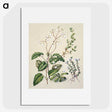 1-64_Native-Flowering-Plants-of-New-Zealand_picture