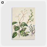 1-64_Native-Flowering-Plants-of-New-Zealand_postcard