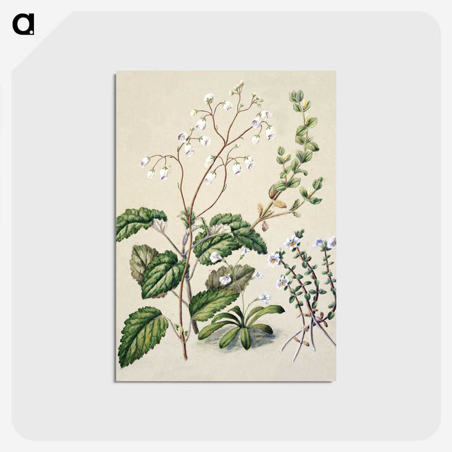 1-64_Native-Flowering-Plants-of-New-Zealand_postcard