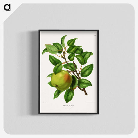 1-64_Nederlandsche-Flora-en-Pomona_blk-crop