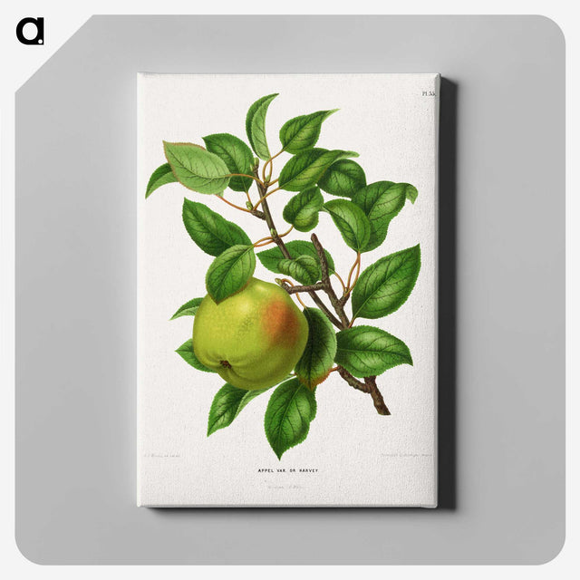 1-64_Nederlandsche-Flora-en-Pomona_canvas