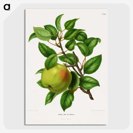 1-64_Nederlandsche-Flora-en-Pomona_picture-crop