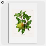 1-64_Nederlandsche-Flora-en-Pomona_picture