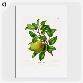 1-64_Nederlandsche-Flora-en-Pomona_picture