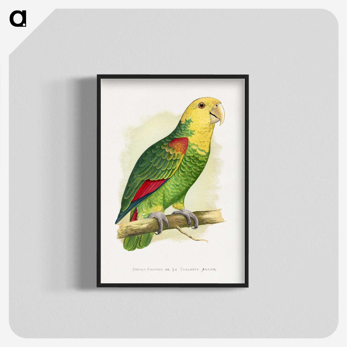1-64_Parrots-in-Captivity_blk-crop