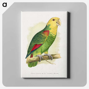 1-64_Parrots-in-Captivity_canvas
