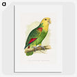 1-64_Parrots-in-Captivity_picture