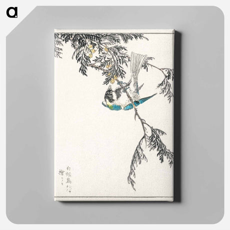 アートパネル-Japanese Great Tit and Japanese Cypress
 - 鳥類図鑑 Canvas.
