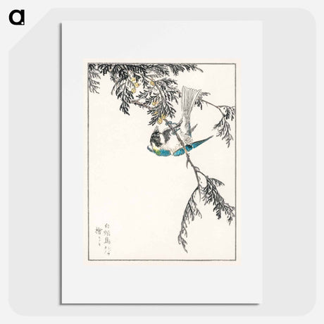 アートポスター-Japanese Great Tit and Japanese Cypress
 - 鳥類図鑑 Poster.