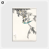 アートポストカード-Japanese Great Tit and Japanese Cypress
 - 鳥類図鑑 Postcard.