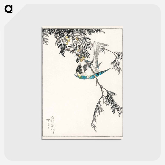 アートポストカード-Japanese Great Tit and Japanese Cypress
 - 鳥類図鑑 Postcard.