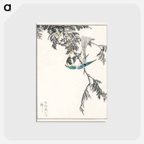 Japanese Great Tit and Japanese Cypress
 - 鳥類図鑑 Postcard.