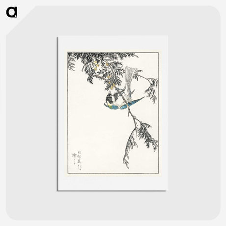 1-64_Pictorial-Monograph-of-Birds_hagaki