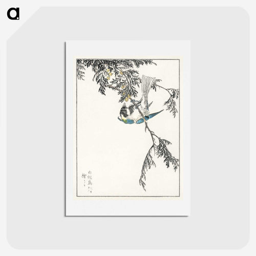 シジュウカラとヒノキ - 鳥類図鑑 Postcard.