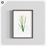 Gold-banded Iris - Pierre Joseph Redouté Poster.