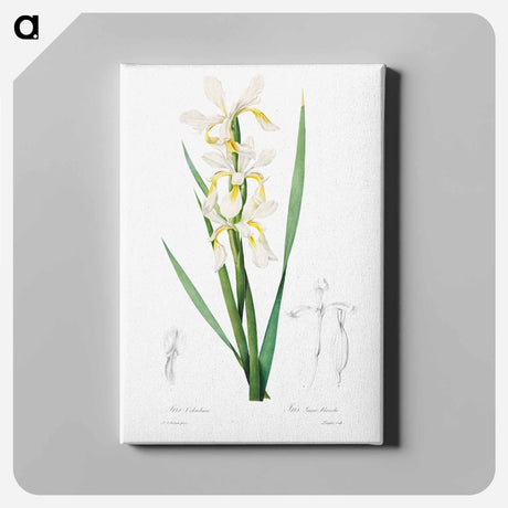 アートパネル-Gold-banded Iris - ピエール ジョゼフ ルドゥーテ Canvas.