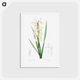 アートポストカード-Gold-banded Iris - ピエール ジョゼフ ルドゥーテ Postcard.