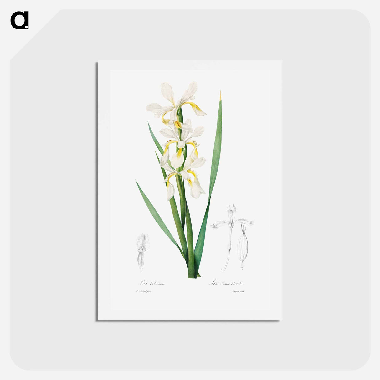 アートポストカード-Gold-banded Iris - ピエール ジョゼフ ルドゥーテ Postcard.