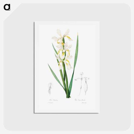 アートポストカード-Gold-banded Iris - ピエール ジョゼフ ルドゥーテ Postcard.