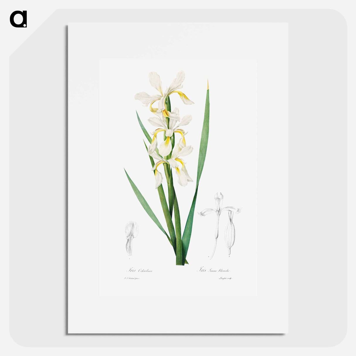 Gold-banded Iris - Pierre Joseph Redouté Poster.