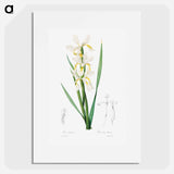 Gold-banded Iris - Pierre Joseph Redouté Poster.