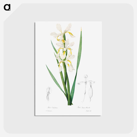アートポストカード-Gold-banded Iris - ピエール ジョゼフ ルドゥーテ Postcard.