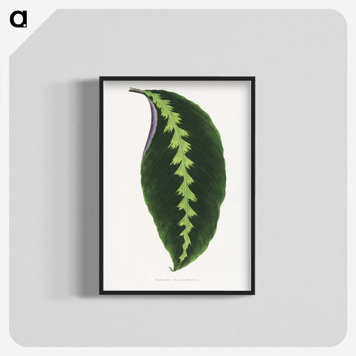 1-64_Plants-with-Colored-Foliage_blk-crop
