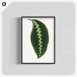 1-64_Plants-with-Colored-Foliage_blk-crop