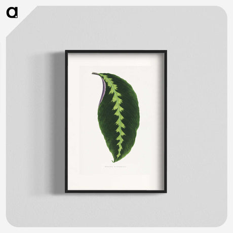 1-64_Plants-with-Colored-Foliage_blk