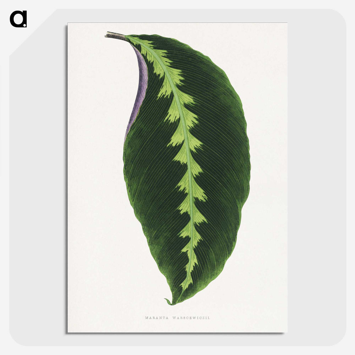 1-64_Plants-with-Colored-Foliage_picture-crop