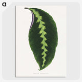 1-64_Plants-with-Colored-Foliage_picture-crop