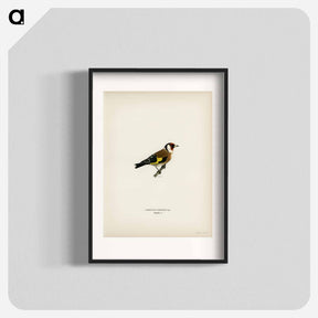 アートポスター-European Goldfinch
 - スヴェンスカ フォグラル Poster.