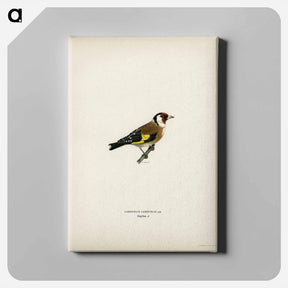 アートパネル-European Goldfinch
 - スヴェンスカ フォグラル Canvas.