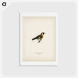 アートポストカード-European Goldfinch
 - スヴェンスカ フォグラル Postcard.