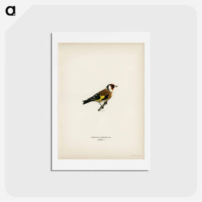 アートポストカード-European Goldfinch
 - スヴェンスカ フォグラル Postcard.