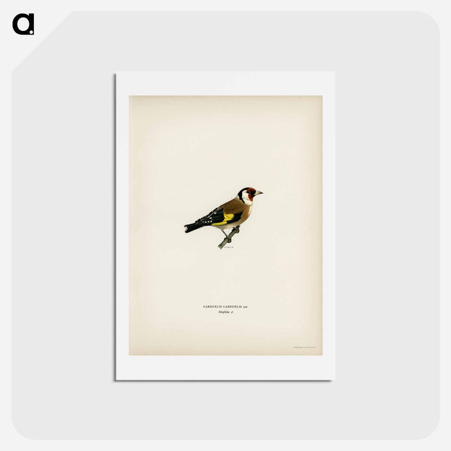 アートポストカード-European Goldfinch
 - スヴェンスカ フォグラル Postcard.