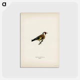 アートポストカード-European Goldfinch
 - スヴェンスカ フォグラル Postcard.