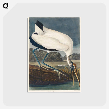 アートポストカード-Wood Ibiss from Birds of America
 - アメリカの鳥たち Postcard.