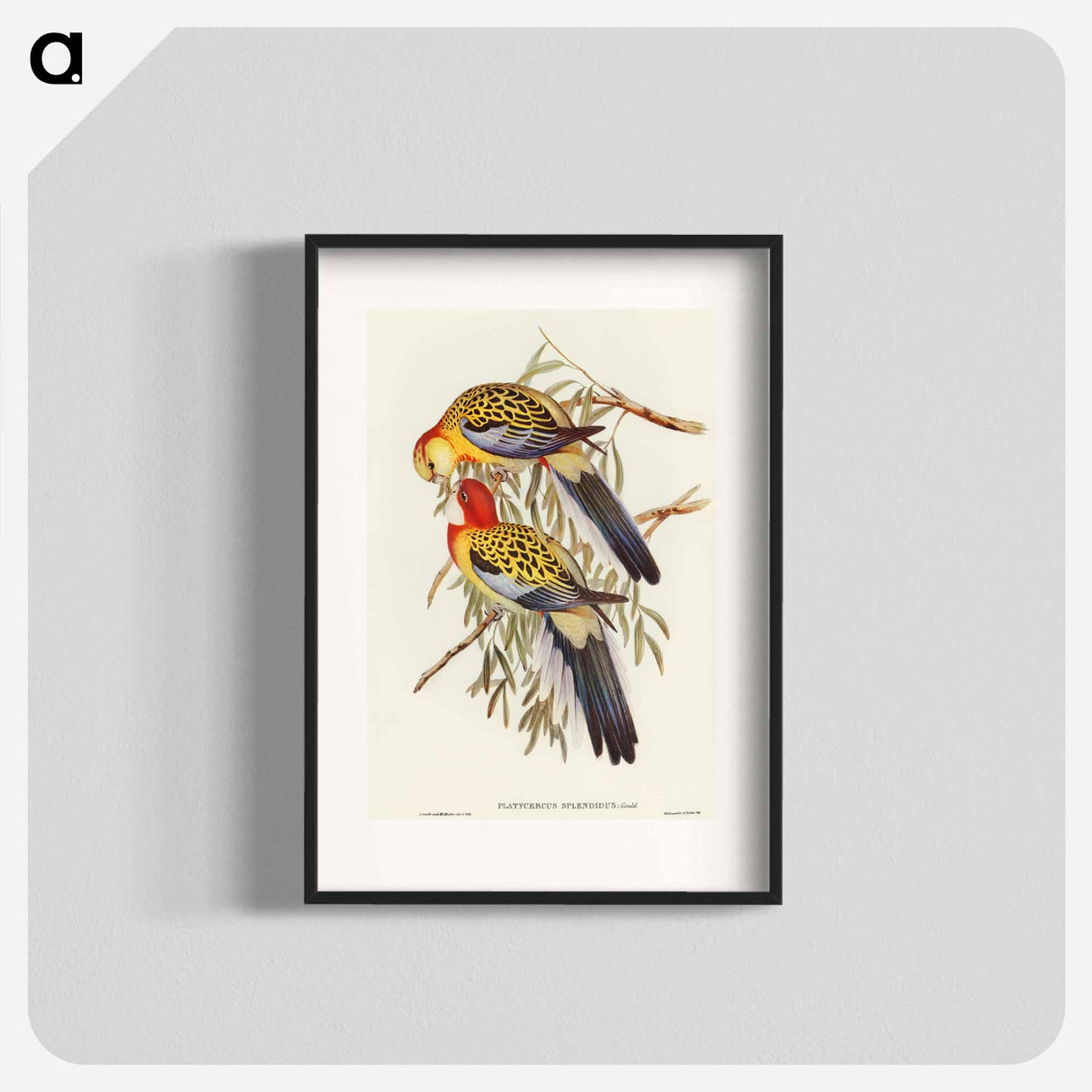 アートポスター-Splendid Parakeet
 - オーストラリアの鳥 Poster.
