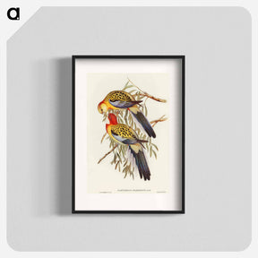 アートポスター-Splendid Parakeet
 - オーストラリアの鳥 Poster.