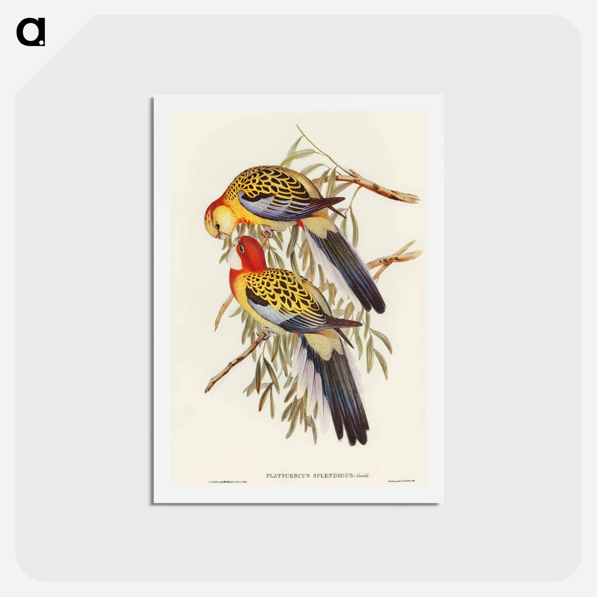 アートポストカード-Splendid Parakeet
 - オーストラリアの鳥 Postcard.
