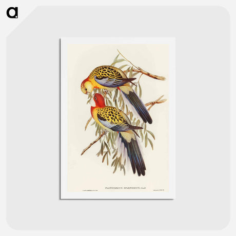 アートポストカード-Splendid Parakeet
 - オーストラリアの鳥 Postcard.