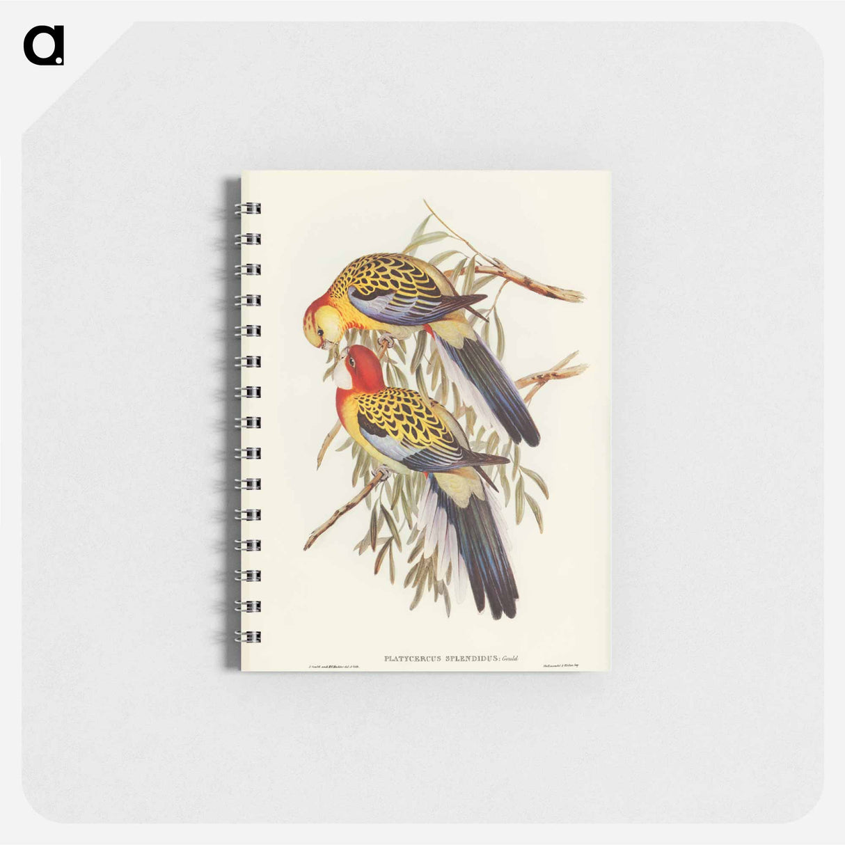アートメモ帳-Splendid Parakeet
 - オーストラリアの鳥 Memo.