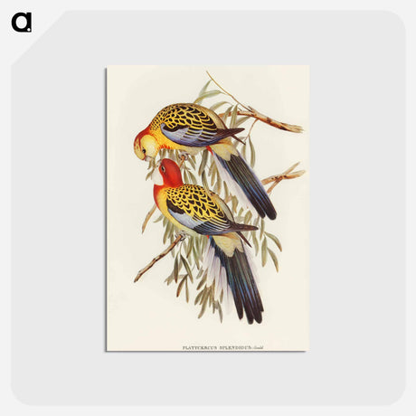 アートポストカード-Splendid Parakeet
 - オーストラリアの鳥 Postcard.