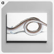 1-64_The-Natural-History-of-British-Fishes_canvas