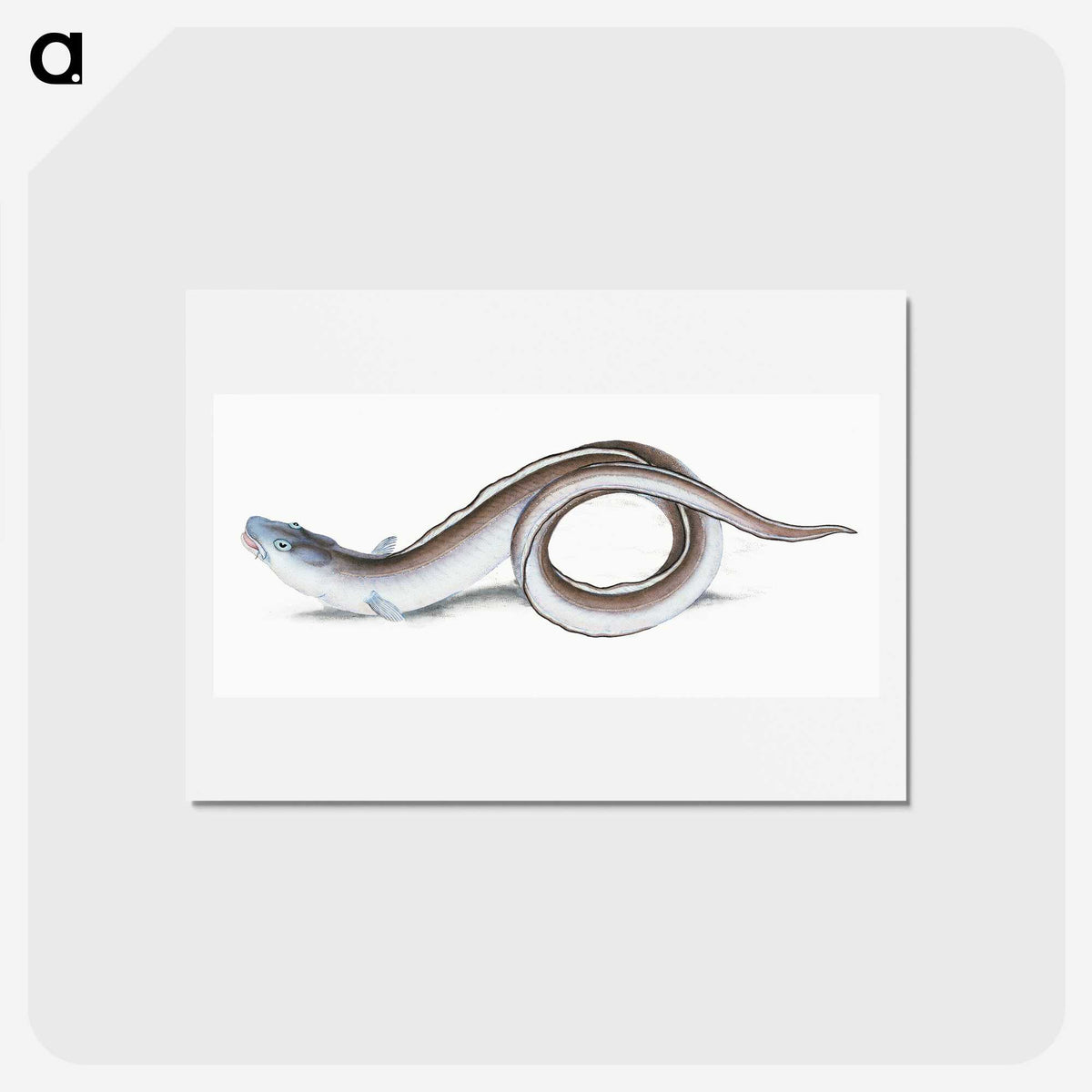 1-64_The-Natural-History-of-British-Fishes_hagaki
