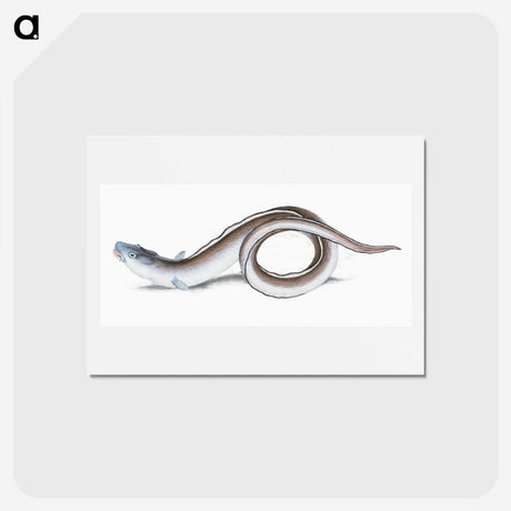 1-64_The-Natural-History-of-British-Fishes_hagaki